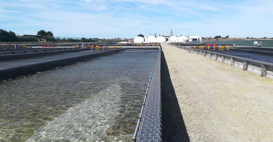 Hermarina. Acuicultura de Poliquetos